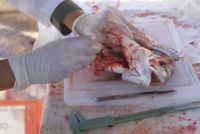 Αποτελέσματα έρευνας του ΕΛΚΕΘΕ, θέτουν τη χρήση ιχθυοκλωβού από ειδικό κράμα χαλκού ως την μοναδική επιλογή για τις ιχθυοκαλλιέργειες και για το περιβάλλον Αποτελέσματα έρευνας του ΕΛΚΕΘΕ, θέτουν τη χρήση ιχθυοκλωβού από ειδικό κράμα χαλκού ως την μοναδική επιλογή για τις ιχθυοκαλλιέργειες και για το περιβάλλον