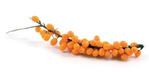 shutterstock_ Ιπποφαές