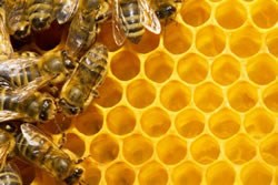 Βασιλικός πολτός