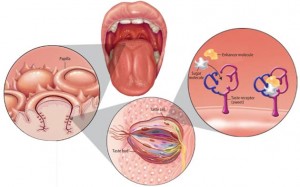 διαταραχές γεύσης