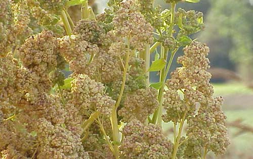 Οι ευεργετικές ιδιότητες της κινόα