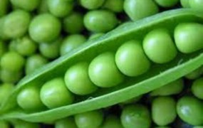 Αρακάς για την χοληστερίνη, την πίεση, την δυσκοιλιότητα αλλά και την προστασία του στομάχου από τον καρκίνο.