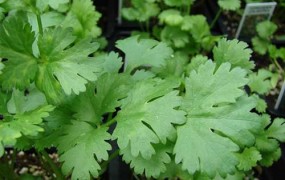 Το κόλιανδρο ωφελεί την υγεία