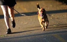 Γυμναστείτε παρέα με το κατοικίδιό σας