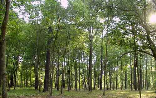 Τα δέντρα σώζουν ζωές