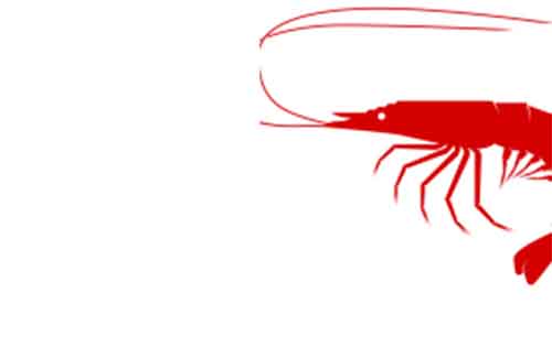 Γαρίδα ένα φρούτο της θάλασσας