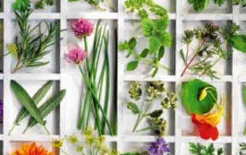 Ημερίδα του ΕΟΦ: «Τα Αρωματικά και Φαρμακευτικά φυτά ως μοχλός Αέναης Ανάπτυξης της χώρας»