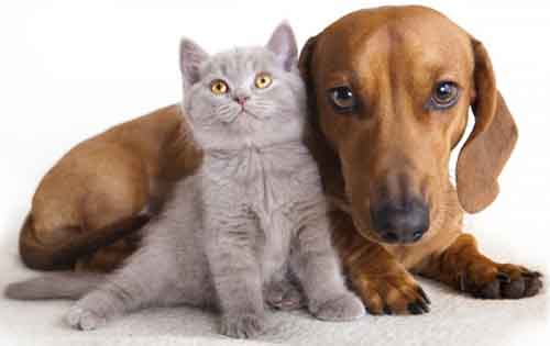 Πρώτες βοήθειες για το δάγκωμα σκύλου και γάτας