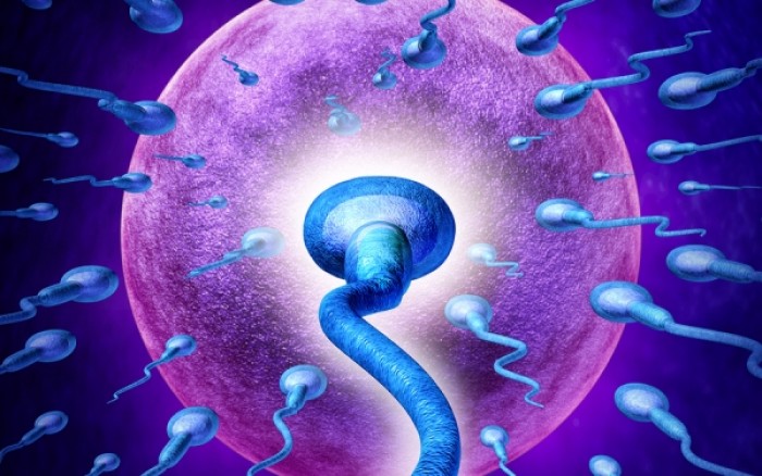 Πώς το σώμα της γυναίκας επιτίθεται στα σπερματοζωάρια (βίντεο)