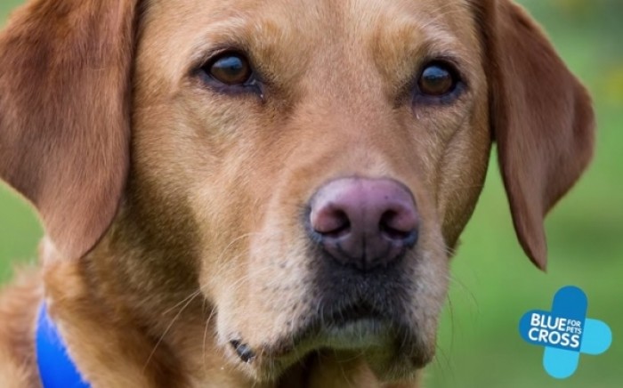 Το αξιαγάπητο λαμπραντόρ που «μυρίζει» τον καρκίνο