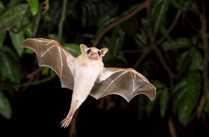 Έμπολα: Μολυσμένες νυχτερίδες ευθύνονται για την εξάπλωση του ιού