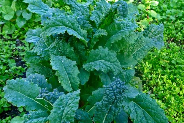 Σέσκουλα ή λαχανίδες, πλούσια σε βιταμίνες και αντιοξειδωτικά κατάλληλα ακόμα για τον διαβήτη και την δυσκοιλιότητα