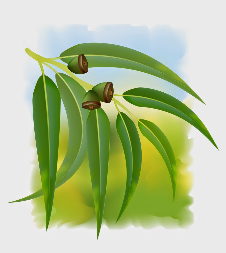 14 βότανα για τις παθήσεις του αναπνευστικού