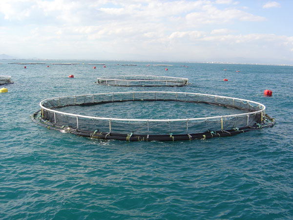 Ψάρια από ιχθυοκαλλιέργειες: Είναι μια υγιεινή επιλογή;