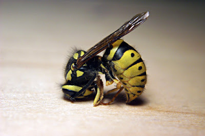 Πρώτες βοήθειες για τσίμπημα μέλισσας, σφήκας ή σφίγγας ή σφήγκας. Αντιμετώπιση με φυσικά μέσα. Πρόληψη αλλεργικής αντίδρασης