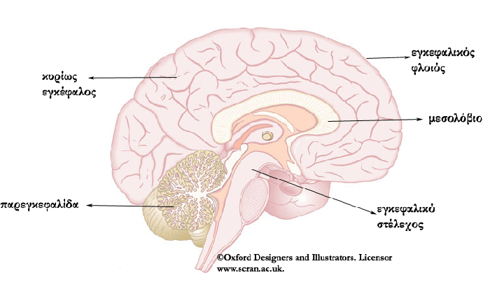 Βρέθηκε η περιοχή του εγκεφάλου που πυροδοτεί το «κακό» προαίσθημα