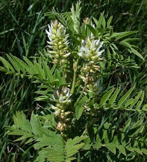 Γλυκόριζα (Glycyrrhiza glabra) για καταρροή, βήχα, βρογχίτιδα, για φρέσκια αναπνοή, καούρες, έλκος, δυσπεψία, ευερέθιστο έντερο, υπόταση, αλλά και μελαγχολία