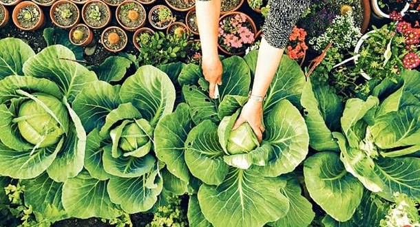 Καλύτερα φρέσκα ή κατεψυγμένα λαχανικά;