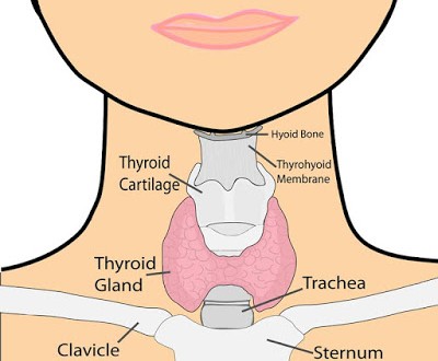 Τι είναι η καλσιτονίνη; Πόσο σημαντική εξέταση είναι στον προσδιορισμό καρκίνου στο θυρεοειδή και άλλων καρκίνων;