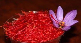 Ο κρόκος ενισχύει την μάθηση και την μνήμη