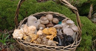 Η τροφή που καταπολεμά την παχυσαρκία