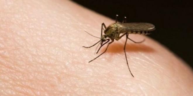 ΝΑ ΚΑΙ ΚΑΤΙ ΠΟΥ ΔΕΝ ΞΕΡΑΤΕ! Αυτό είναι το ΚΟΛΠΟ για να μην σας ξανατσιμπήσουν τα κουνούπια