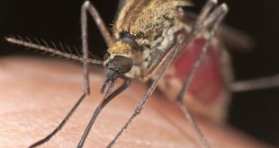 Φυσικά εντομοαπωθητικά με βότανα και αιθέρια έλαια. Διώξτε τα κουνούπια και τις σκνίπες