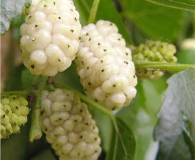 Λευκά μούρα και η πολύ μεγάλη διατροφική τους αξία