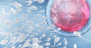 Ανδρική γονιμότητα: Το συστατικό στη διατροφή που προστατεύει τα σπερματοζωάρια