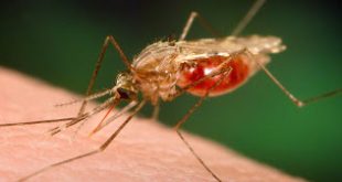 Δημόσια Υγεία και μεταδιδόμενα νοσήματα με ξενιστές (κουνούπια, σκνίπες κ.ά.)