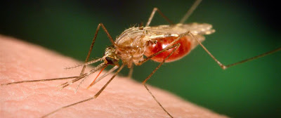 Δημόσια Υγεία και μεταδιδόμενα νοσήματα με ξενιστές (κουνούπια, σκνίπες κ.ά.)