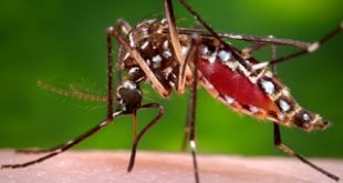 Επιστημονική εκδήλωση στο ΕΚΠΑ για την Δημόσια Υγεία και τα μεταδιδόμενα νοσήματα με ξενιστές (κουνούπια, σκνίπες κ.ά.)