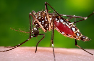 Επιστημονική εκδήλωση στο ΕΚΠΑ για την Δημόσια Υγεία και τα μεταδιδόμενα νοσήματα με ξενιστές (κουνούπια, σκνίπες κ.ά.)
