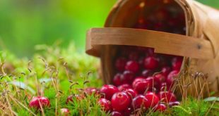 Κράνμπερι, το νέο αντιβιοτικό