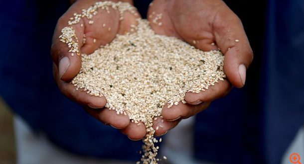 Σησάμι: Ελιξίριο υγείας και καλής διάθεσης