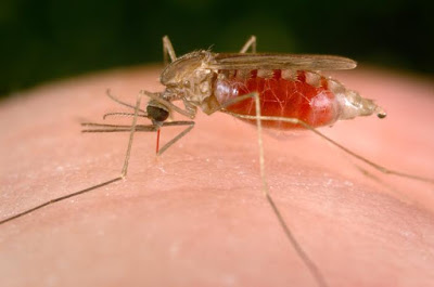 Δήλωση του προέδρου του ΙΣΑ Γ. Πατούλη για την ελονοσία