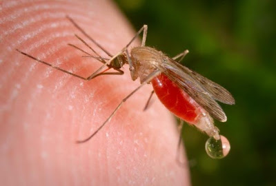Η ελονοσία υπάρχει ακόμα. Η πρόληψη είναι ο καλύτερος τρόπος αντιμετώπισης