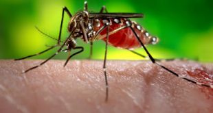 Λίγα λόγια για τις σκνίπες και τα κουνούπια και πώς αντιμετωπίζεται, το τσίμπημα τους, φαρμακευτικά ή με φυσικό τρόπο
