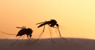 Πόσο σοβαρό είναι να ζούμε ή να έχουμε επισκεφτεί κάποια περιοχή που έχει μπει σε καραντίνα, λόγω ελονοσίας;