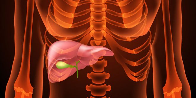 Ποιες είναι οι βασικές λειτουργίες του ήπατος