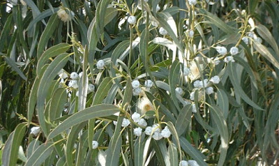 Οι θεραπευτικές ιδιότητες του ευκάλυπτου, για κρυολόγημα, ιγμορίτιδα, ψωρίαση, ακμή, μνήμη (συνταγές)