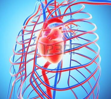 Μεταμόσχευσαν σε πειραματόζωα αιμοφόρα αγγεία βγαλμένα από τρισδιάστατο εκτυπωτή