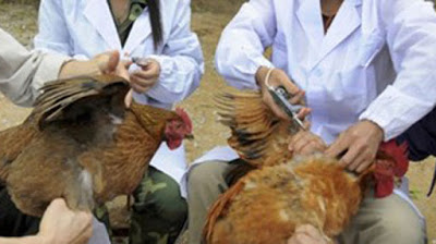 Γρίπη των πτηνών στoν Έβρο. Χιλιάδες πτηνά θανατώνονται στην Βουλγαρία