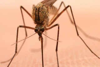 Δημιουργήθηκαν από 'Ελληνα επιστήμονα στις ΗΠΑ κουνούπια ανθεκτικά στον ιό του δάγκειου πυρετού