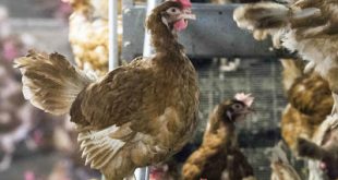 Εξαπλώνεται ο ιός της γρίπης των πτηνών στη Βουλγαρία