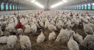 Ιαπωνία 80.000 πουλερικά σφαγιάστηκαν λόγω έξαρσης της γρίπης των πτηνών