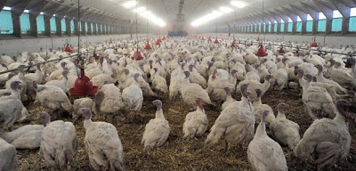 Ιαπωνία 80.000 πουλερικά σφαγιάστηκαν λόγω έξαρσης της γρίπης των πτηνών