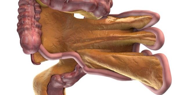 Νέο όργανο στο πεπτικό μας σύστημα ανακάλυψαν επιστήμονες