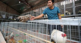 Σε συναγερμό ο ΠΟΥ για τη γρίπη των πτηνών