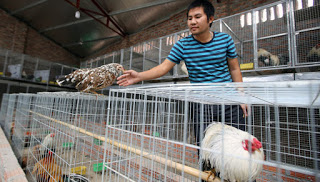 Σε συναγερμό ο ΠΟΥ για τη γρίπη των πτηνών